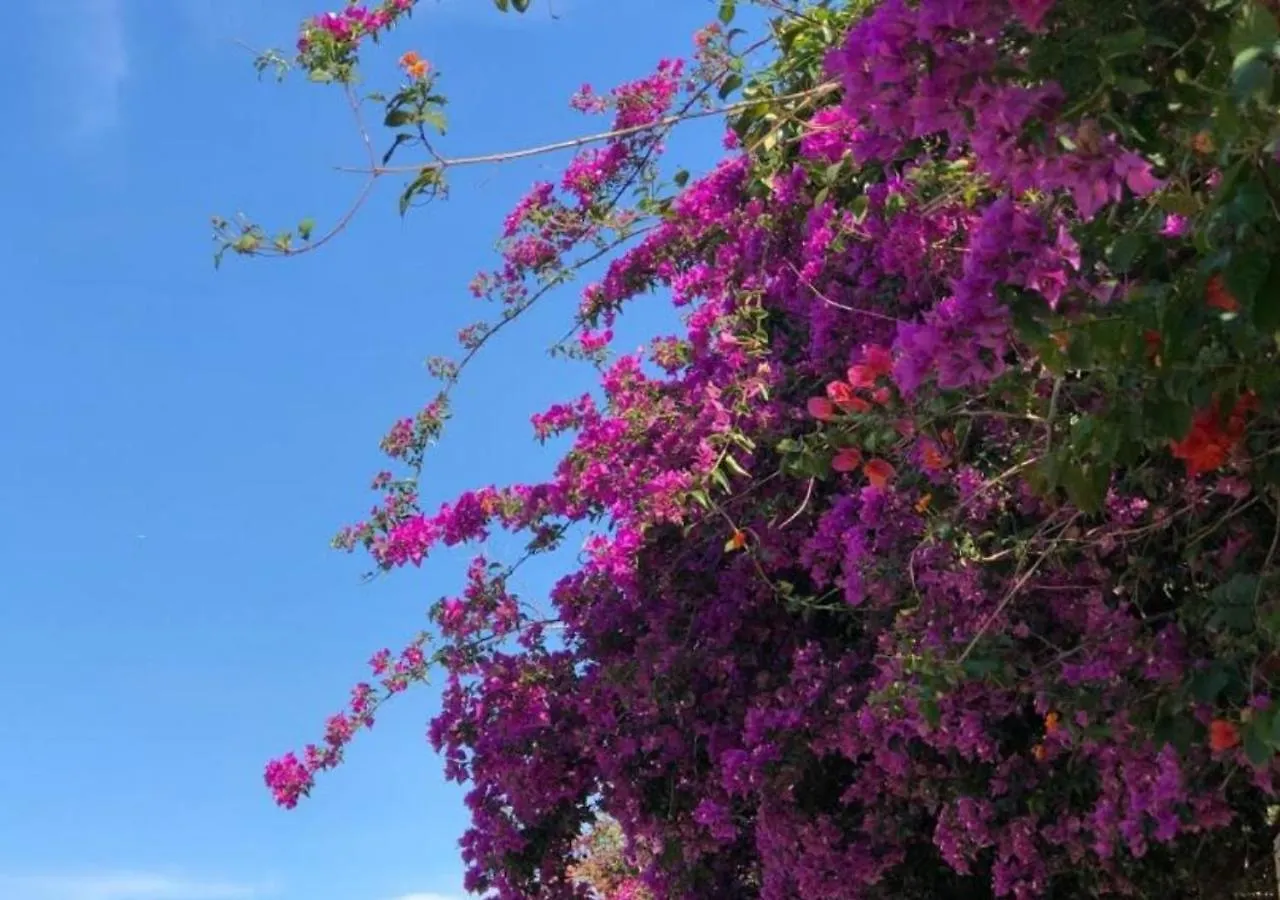 Pousada Halliny Do Rosa Praia do Rosa 3*,  Brésil